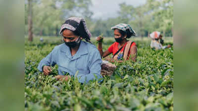 শ্রীলঙ্কার সঙ্কটে চা রফতানিতে বাধা, সুবর্ণ সুযোগ ভারতের জন্য!