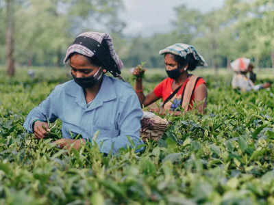 শ্রীলঙ্কার সঙ্কটে চা রফতানিতে বাধা, সুবর্ণ সুযোগ ভারতের জন্য!