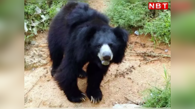 Betul Bear Attack: बैतूल में भालू का आतंक, गांव में घुस लोगों पर किया हमला, चार घायल, एक की हालत गंभीर