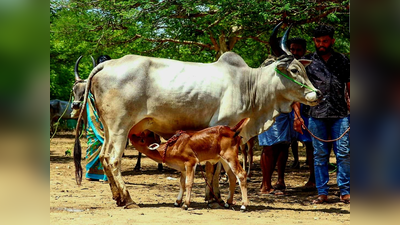 பழையகோட்டை மாட்டுச் சந்தை… ரூ.17 லட்சத்துக்கு காங்கேயம் இன மாடுகள் விற்பனை!