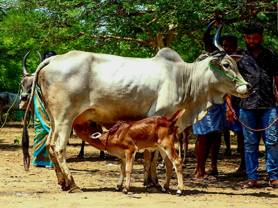 பழையகோட்டை மாட்டுச் சந்தை… ரூ.17 லட்சத்துக்கு காங்கேயம் இன மாடுகள் விற்பனை!