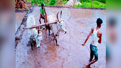 உடுமலையில் கொட்டிய கோடை மழை... நிலத்தை சீர் செய்யும் மலைவாழ் மக்கள்!