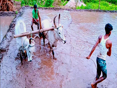 உடுமலையில் கொட்டிய கோடை மழை... நிலத்தை சீர் செய்யும் மலைவாழ் மக்கள்!