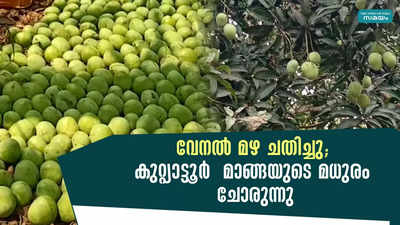 വേനല്‍ മഴ ചതിച്ചു; കുറ്റ്യാട്ടൂർ  മാങ്ങയുടെ മധുരം ചോരുന്നു