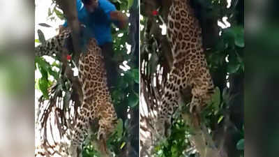 Leopard rescue: फॉरेस्टर ने पेड़ पर चढ़कर तेंदुए को नीचे उतारा, वीडियो वायरल