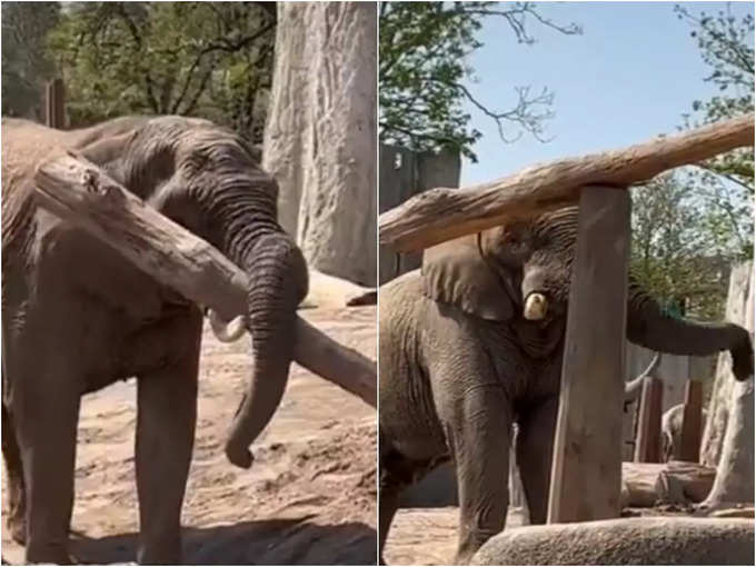 Elephant in zoo using power and mind together