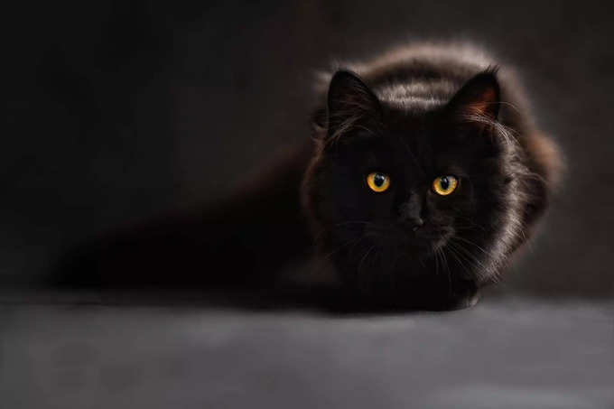 Black Cat