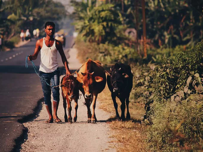 ప్రపంచంలో 100 కోట్ల ఆవులుండగా... వాటిలో 20 కోట్లు ఇండియాలోనే ఉన్నాయి.