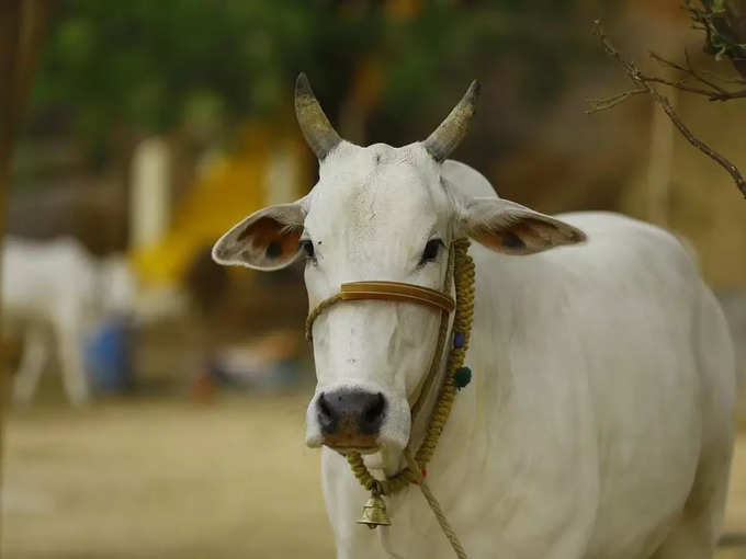 ఇండియాలో ఆవుల రక్షణ కోసం గోవుల రక్షణ బిల్లు (The Cow Protection Bill) 2017 ఉంది.