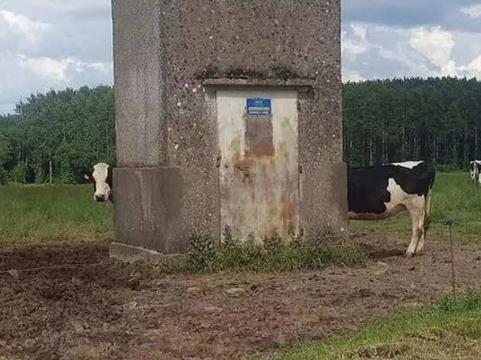 ये गाय इतनी बड़ी कैसे हो गई?