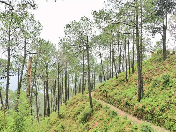 कसौली में टिम्बर ट्रेल - Timber Trail in Kasauli