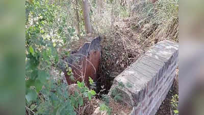 Ghazipur News: सरकारी नलकूप सूखे, डीजल फूंकने को मजबूर किसान...जानिए क्यों बनी ये स्थिति