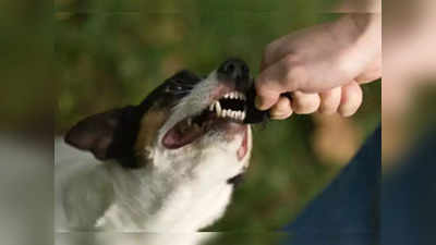 Man Bites Dog: अमेरिका के कैलिफोर्निया में आदमी ने पुल‍िस के कुत्ते को काटा, फिर चाकू मार किया घायल