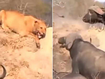 वीडियो: शेरनी को जंगली भैंसों ने घेरा, जान बचाने के लिए अपनाई ये तरकीब