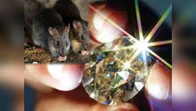 चूहे ने निगल लिया हीरा, फिर जो हुआ जानकर आपका दिमाग झन्ना जाएगा
