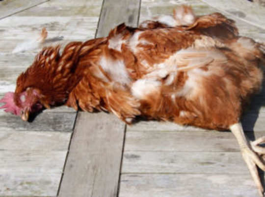 Dreams About Chicken Meaning and Interpretation, What does it mean to dream  about a chicken?