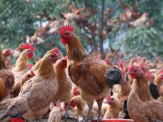 Dreams About Chicken Meaning and Interpretation, What does it mean to dream about a chicken? Dreams About Chicken Meaning and Interpretation, What does it mean to dream about a chicken?
