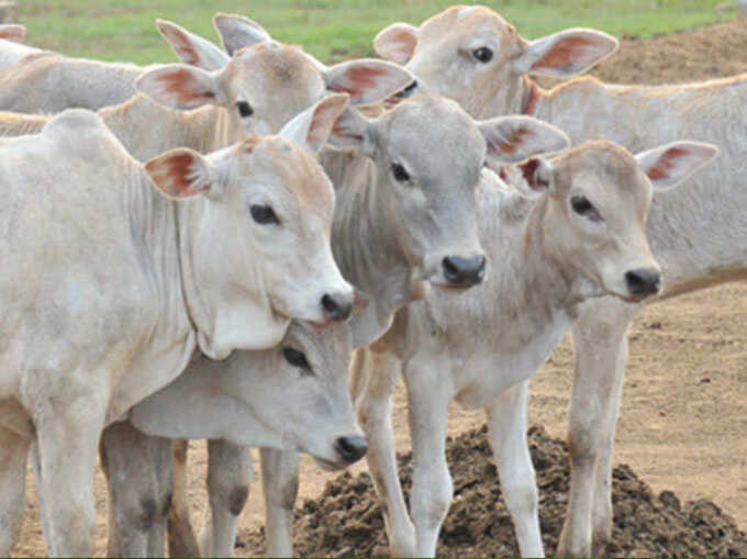 गौदान से मिलता है विशेष लाभ