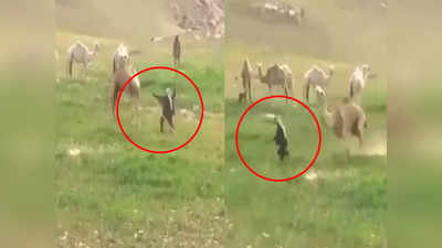 Video: उंटाच्या अंगात आला सलमान खान? मारकुट्या मालकाला घडवली जन्माची अद्दल
