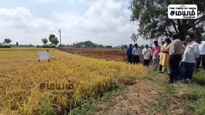 நெல் பயிர்களை அறுவடை செய்த கலெக்டர்; அதிர்ச்சியில் உறைந்து போன அதிகாரிகள் !