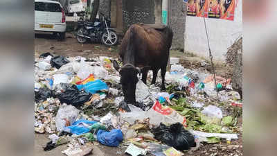 Mirzapur News: आवारा पशुओं ने छुटकारा दिलाने वाला प्रोजेक्ट ठंडे बस्ते में, सीएम योगी ने खुद किया था शिलान्यास