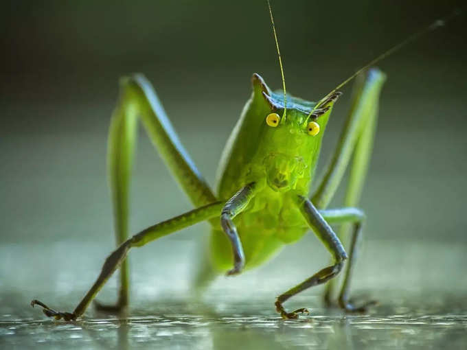 గొల్లభామ (grasshopper) వెనక కాళ్లను మీరు తడితే, అది మీకు ఫ్రెండ్ అయిపోతుంది