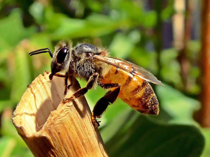 ​ಜೇನುನೊಣದ ಕನಸು