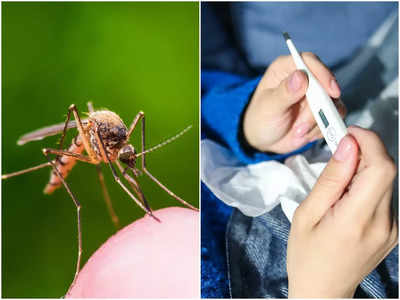 World Malaria Day 2022: কাঁপুনি দিয়ে তুমুল জ্বর? ম্যালেরিয়া হতে পারে বলে সর্তক করছেন চিকিৎসক