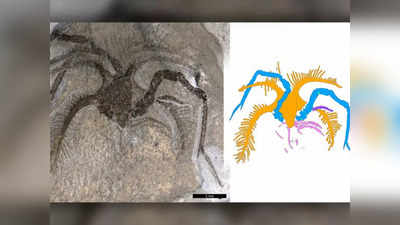 Fossil Discovery: बिना आंखों वाला रहस्यमय जीव, लंबे-लंबे पैर, 45 करोड़ साल पुराने जीवाश्म देखकर चौंके वैज्ञानिक