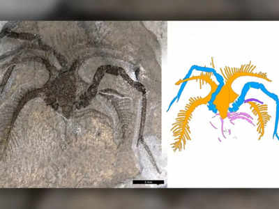 Fossil Discovery: बिना आंखों वाला रहस्यमय जीव, लंबे-लंबे पैर, 45 करोड़ साल पुराने जीवाश्म देखकर चौंके वैज्ञानिक