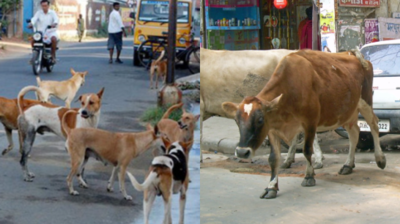 ગુજરાતમાં શ્વાન, ગાયો અને ભેંસોમાં જોવા મળ્યો કોરોના વાયરસ, અભ્યાસમાં 95 પ્રાણીઓનો રિપોર્ટ પોઝિટિવ આવ્યો
