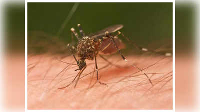 World Malaria Day 2022 : भर उन्हाळ्यातही का चावतात मलेरियाचे डास?
