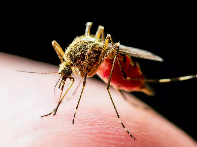 ​मलेरियावर उपचार न घेतल्यास काय धोका उद्भवतो?