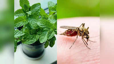 World Malaria Day: मच्छरों के जानी दुश्मन हैं ये 4 तरह के पौधे, मलेरिया-डेंगू से बचना है तो घर में जरूर रखें