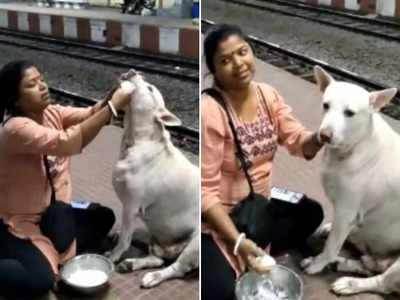 महिला ने आवारा कुत्ते को बच्चे की तरह खिलाया दही-चावल, वीडियो देख लोगों ने किया सैल्यूट!