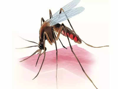 Malaria Vaccine :  మలేరియాకి వ్యాక్సిన్ వచ్చిందా.. ఎలా పనిచేస్తుంది..