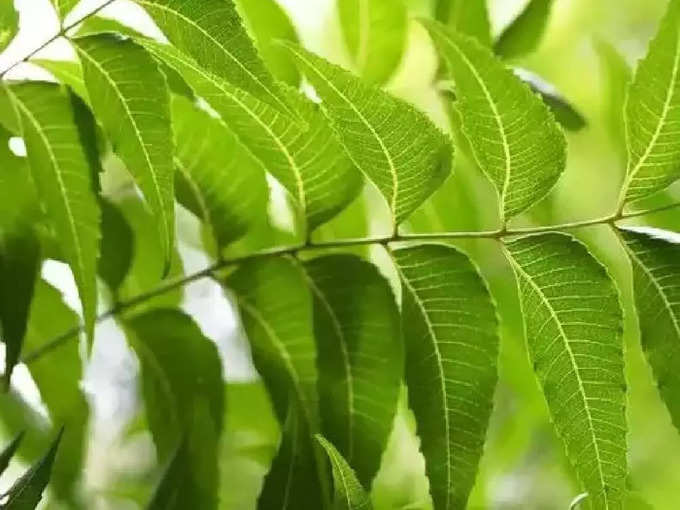 Neem Leaves