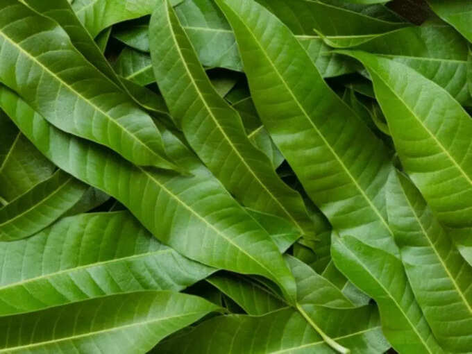 Mango Tree Leaves