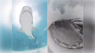 फिल्ममेकर का कैमरा निगल गई टाइगर शार्क, उसके पेट के अंदर का वीडियो रिकॉर्ड हो गया