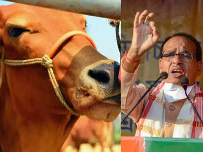 एमपी में देसी गाय पालने वाले किसानों को हर महीने 900 रुपये देगी सरकार, शिवराज सिंह चौहान का बड़ा ऐलान