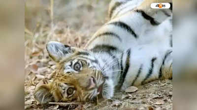 শুয়োর ধরার ফাঁদে প্রাণ গেল ৩ Sumatran Tiger-এর!