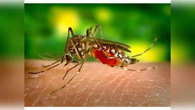 व्हायरल ताप, मलेरिया वाढला... वेळेत वैद्यकीय चाचणी करण्याचे आवाहन