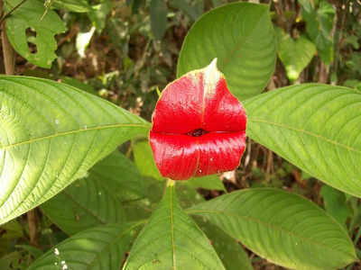 Kissing Flowers: అమ్మాయి ముద్దుల పూలు.. ఎక్కడుంటాయి?