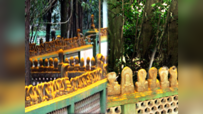 इस मंदिर में हैं 30 हजार सांप, अद्भुत नजारा