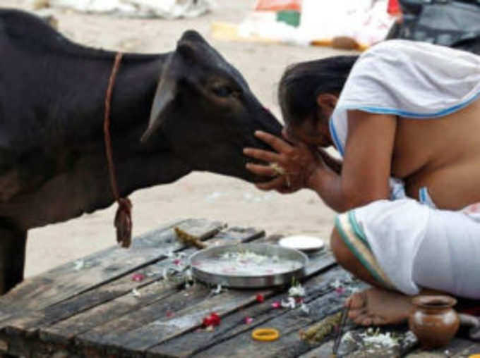 गाय को खिलाएं लड्डू