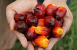 Palm Oil: क्या इस फल के बारे में आपको पता है? आपके किचन से लेकर बाथरूम तक है यह मौजूद!