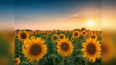 Sunflower Farming Business Idea: रूस-यूक्रेन युद्ध के चलते सनफ्लावर ऑयल के तेजी से बढ़ रहे दाम, सूरजमुखी की खेती आपको करेगी मालामाल