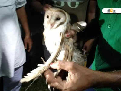 Purba Medinipur News: গাছের মাথায় আটকে লক্ষী প্যাঁচা, নিস্পাপ প্রাণকে বাঁচাতে এ কী করলেন ব্যাকবেঞ্চার