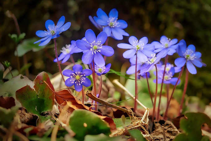 Blue Flower