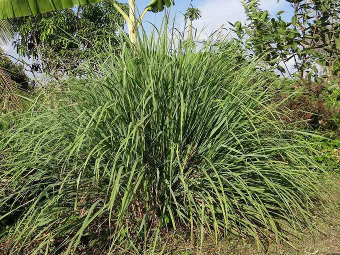 ​ಸಿಟ್ರೋನೆಲ್ಲಾ ಹುಲ್ಲು